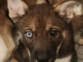 Mixed Breed dogs Iris - Ad 2