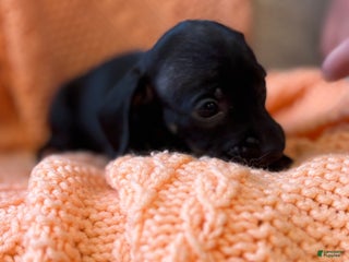 Dachshund dogs - Ad 31