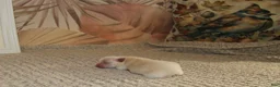 Pomeranian dogs for sale: Lustring  - Ad 2