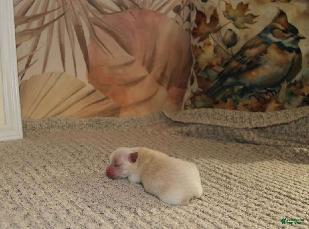 Pomeranian dogs for sale: Lustring  - Ad 2