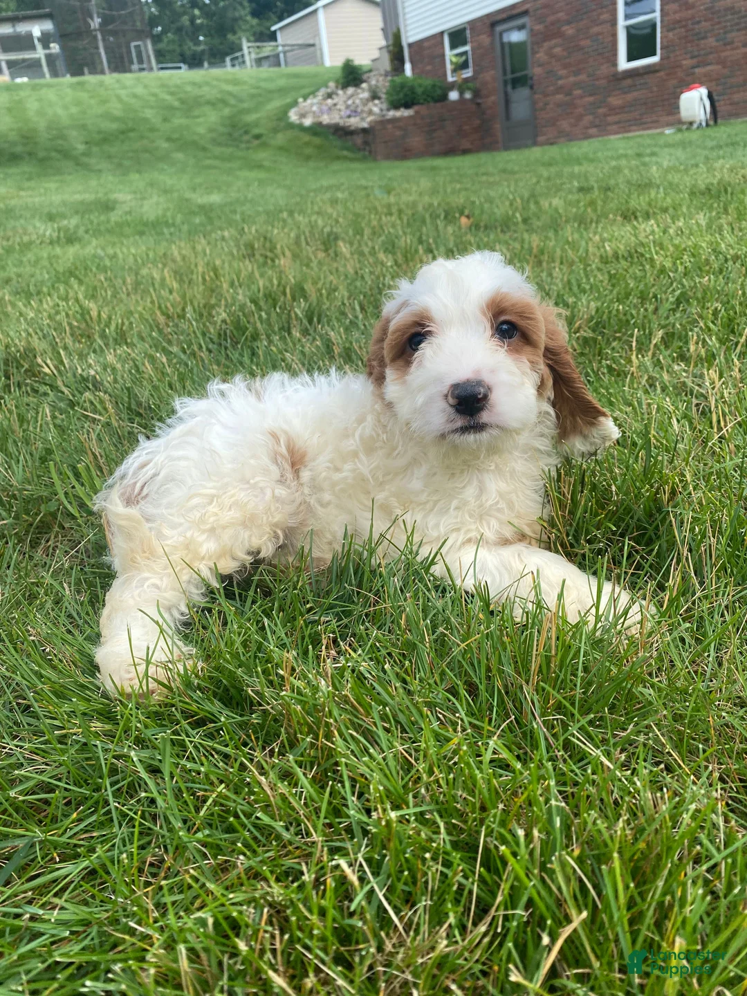Cockapoo dogs for sale: Chase - Ad 13