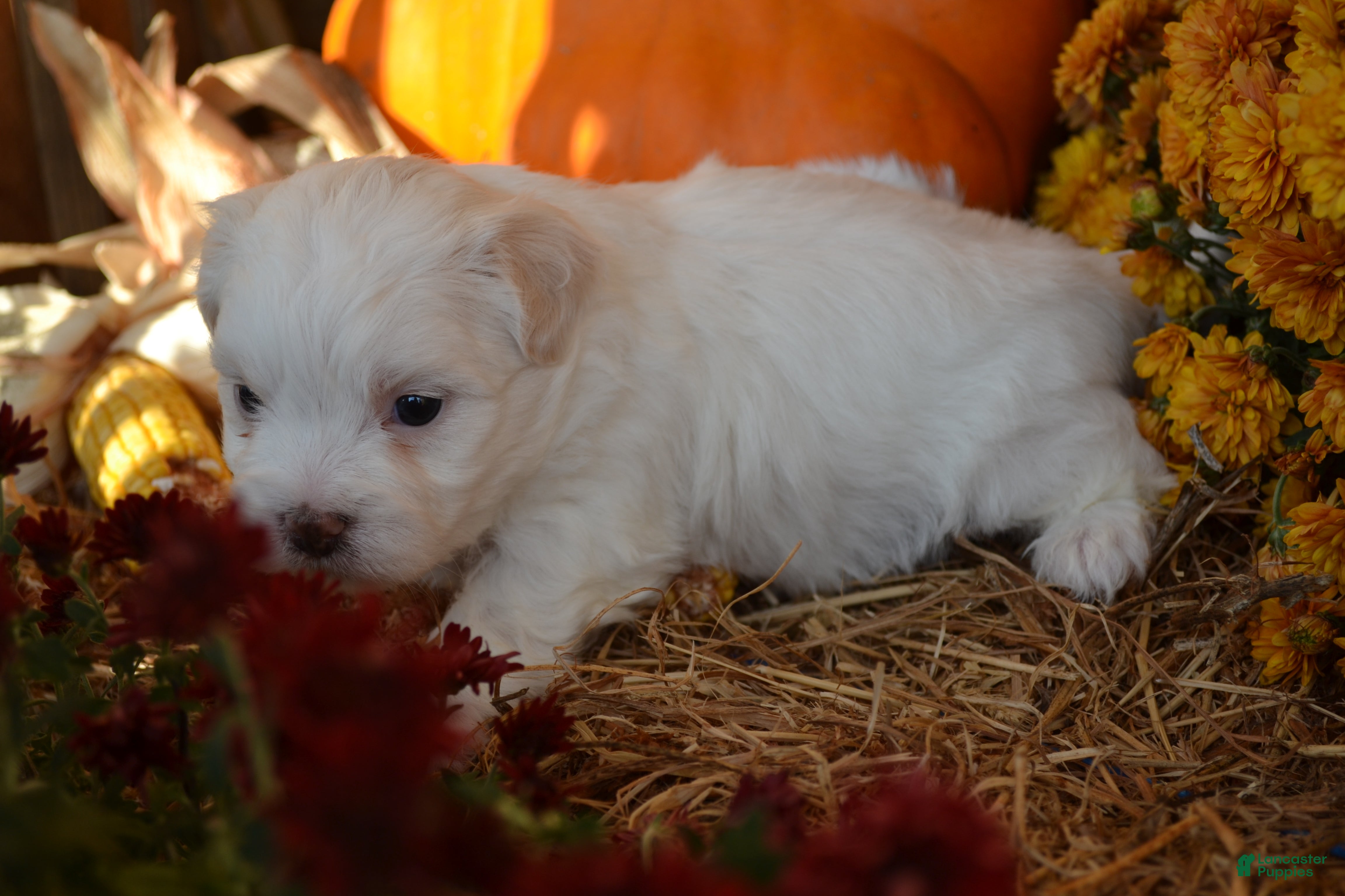Malshi dogs for sale: Sawyer - Ad 2