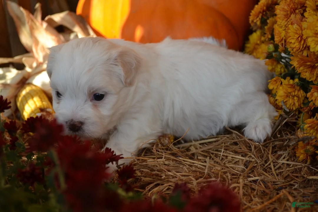 Malshi dogs for sale: Sawyer - Ad 2