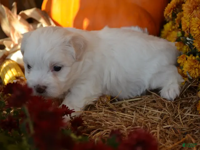 Malshi dogs for sale: Sawyer - Ad 2