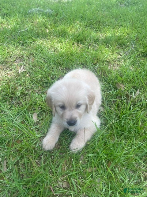 Golden Retriever dogs Brown collar girl - Ad 2