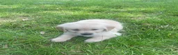 Golden Retriever dogs for sale: Brown collar girl - Ad 2