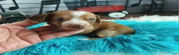 Dachshund dogs for sale: Nationwide delivery. Sugar pies red and white boy - Ad 12