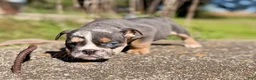 English Bulldog dogs for sale: Versace - Ad 9