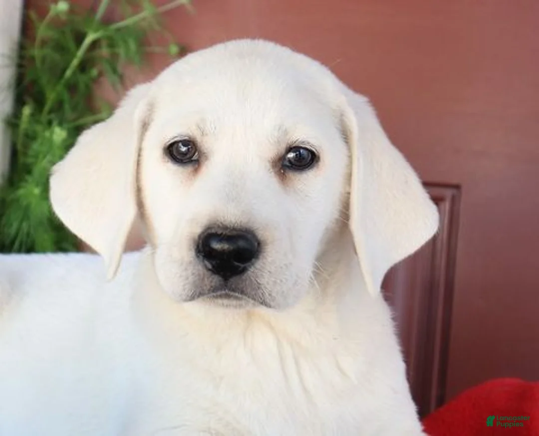 Labrador Retriever dogs for sale: Oakley - Champion lines - Ad 2