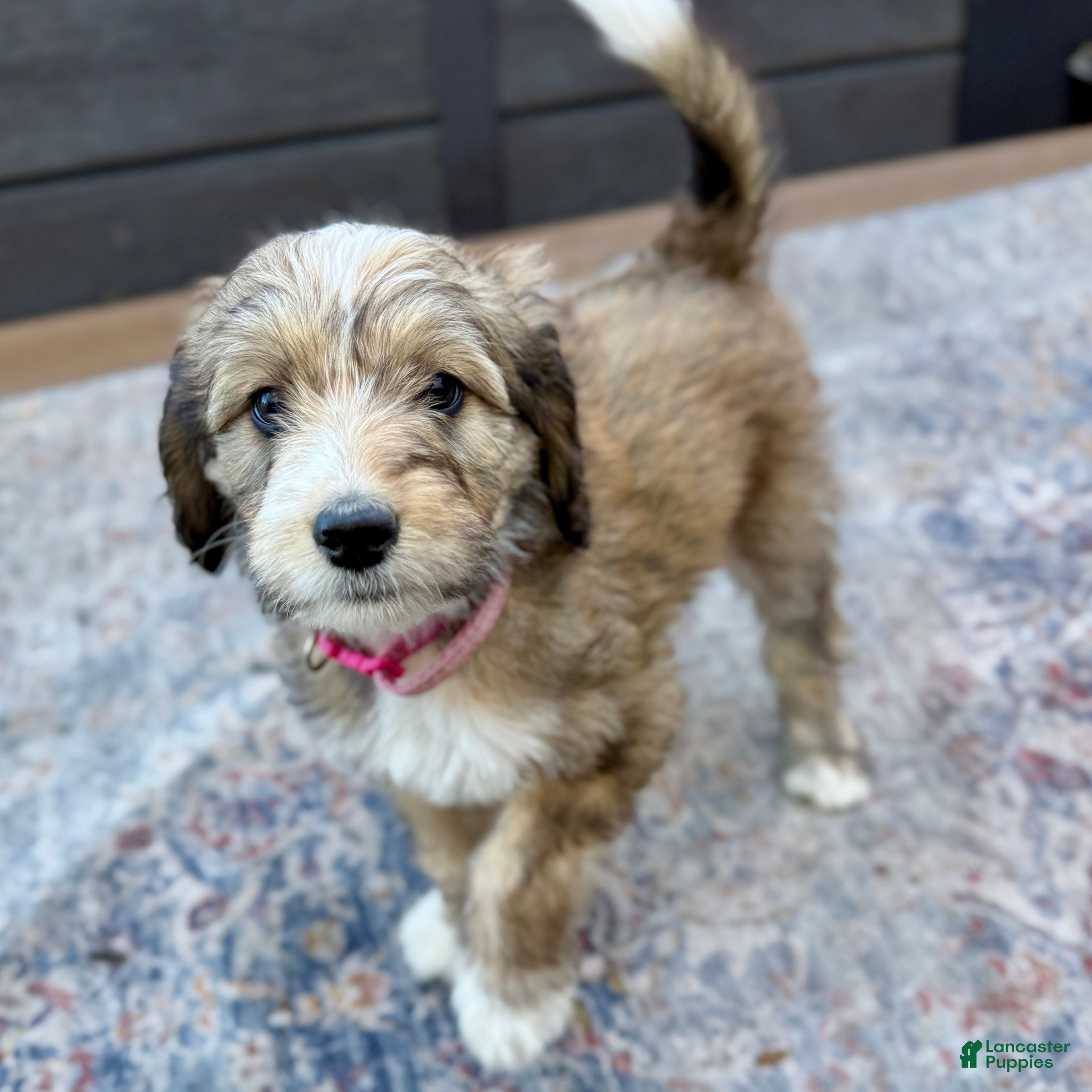 Bernedoodle dogs Tricky - Ad 2