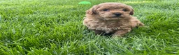 Miniature Poodle dogs for sale: Aaron Miniature Poodle Puppy  - Ad 4