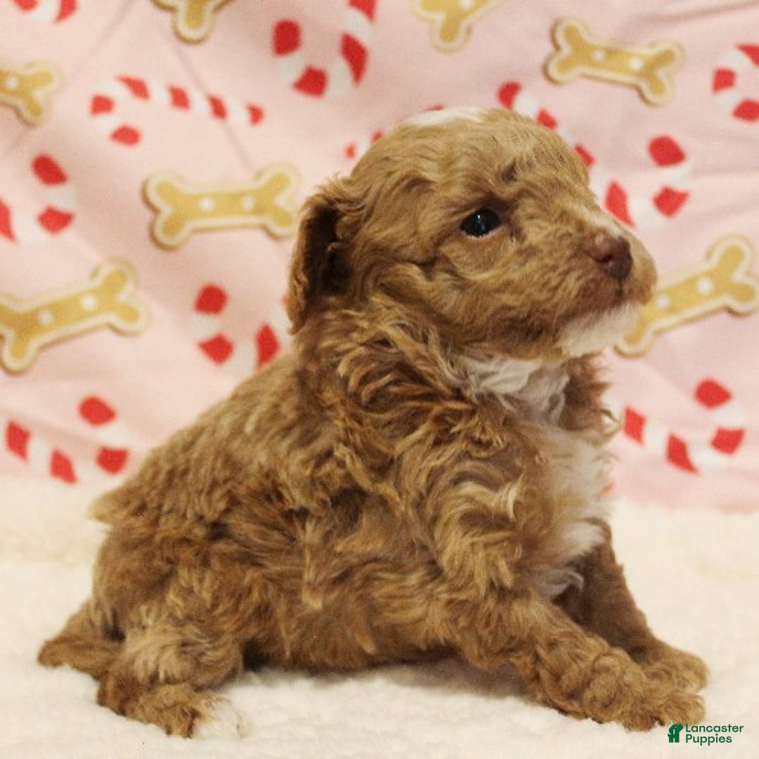 Toy Poodle dogs for sale: Star - Ad 4