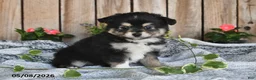 Miniature Australian Shepherd dogs for sale: Parker - Ad 5