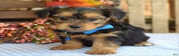 Yorkshire Terrier dogs for sale: Dasher - Ad 1