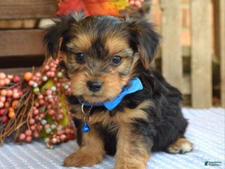 Yorkshire Terrier dogs Dasher - Ad 36