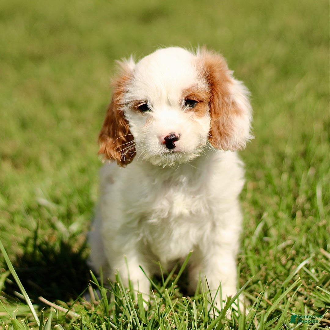 Cavapoo dogs for sale: Kyla  - Ad 2