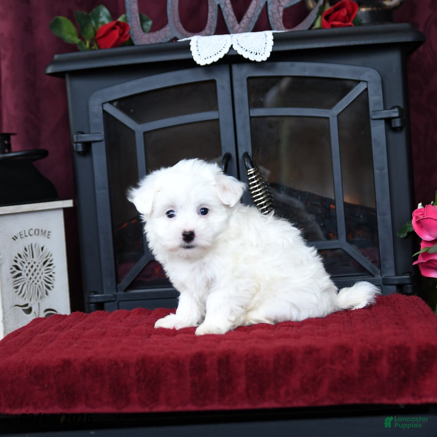 Maltipoo dogs Twila - Ad 2