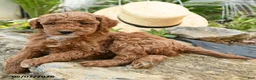 Miniature Poodle dogs for sale: Mulberry - Ad 3