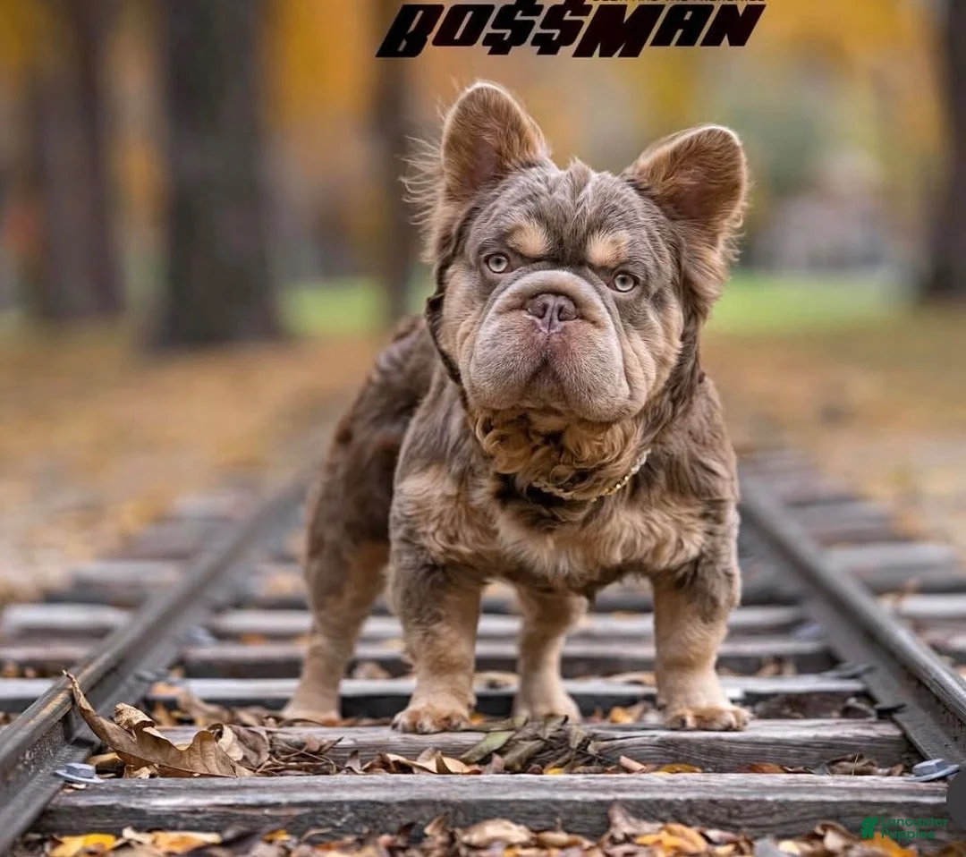 French Bulldog dogs for sale: Sparkle - Ad 6