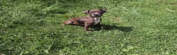 American Bully dogs for sale: Silver - Ad 1
