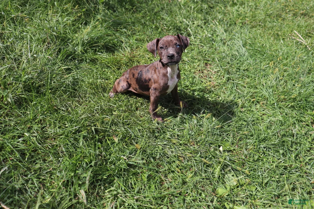 American Bully dogs for sale: Silver - Ad 1
