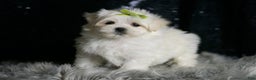 Maltese dogs for sale: Mr. Snow - Ad 6