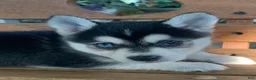 Alaskan Klee Kai dogs for sale: Summit - Toy Size Mini Husky Boy - Ad 2