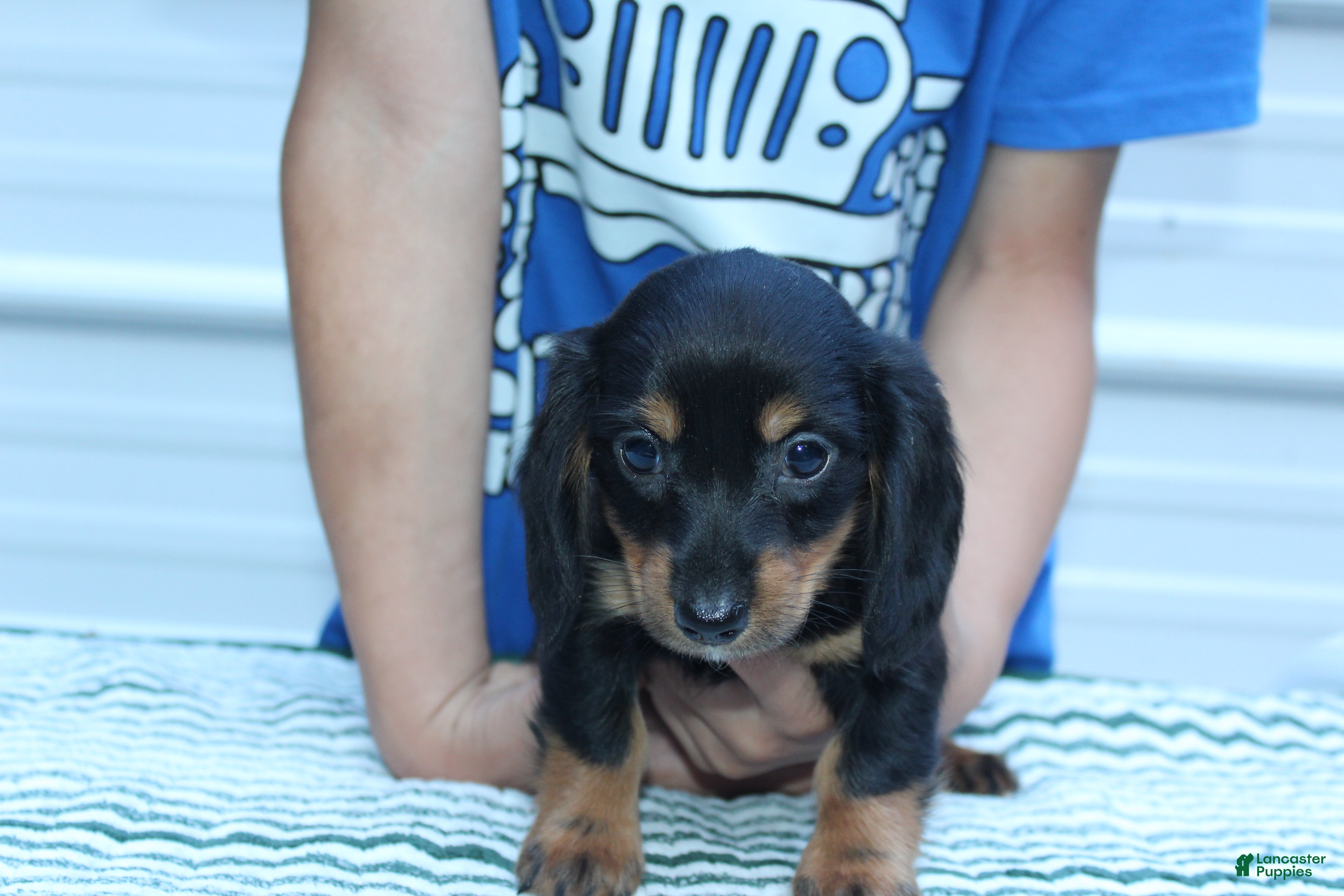 Miniature Dachshund dogs Marcy - Ad 2