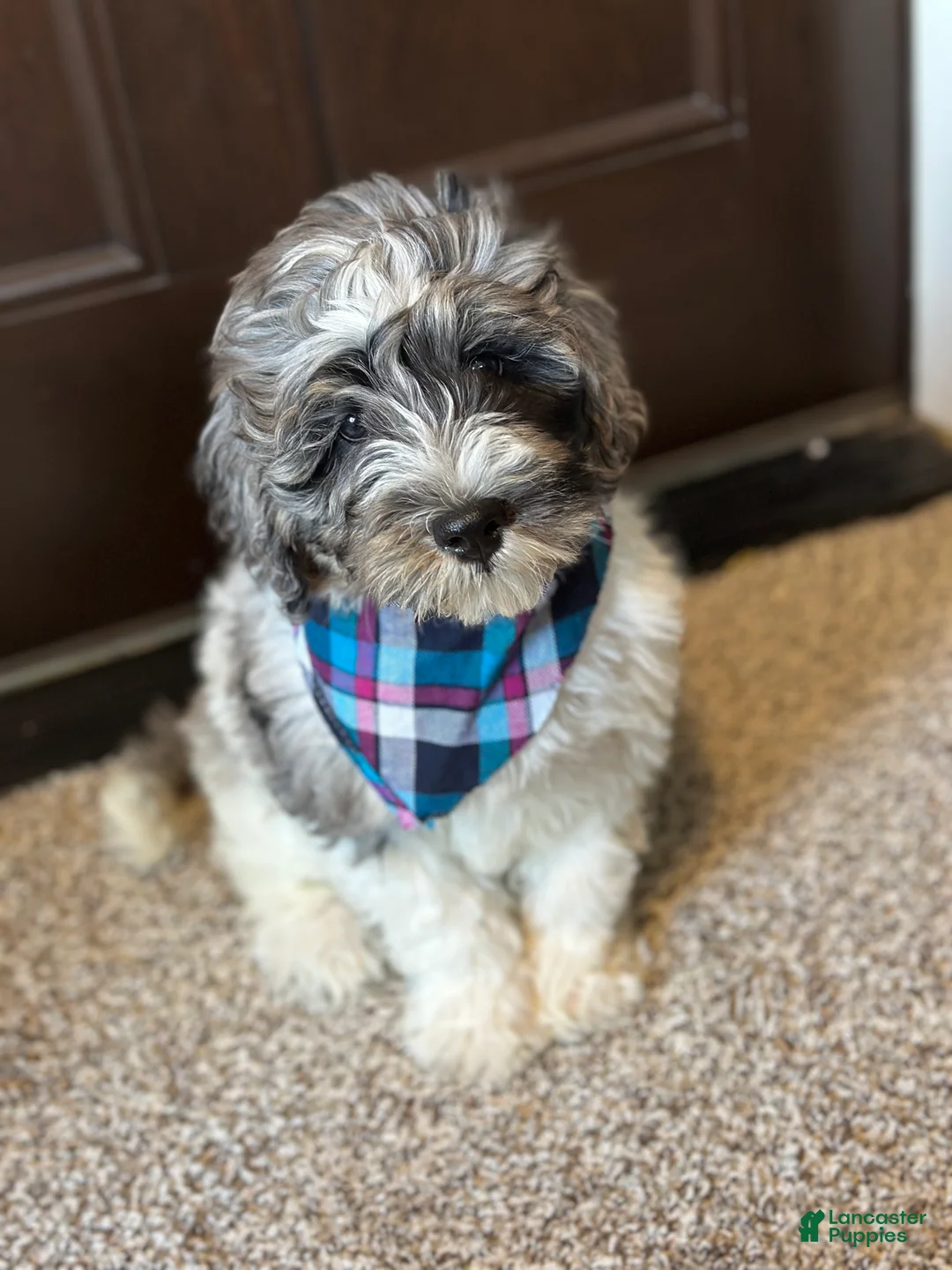 Bernedoodle dogs for sale: Winnie - Ad 1