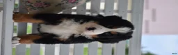 Bernese Mountain Dog dogs for sale: Bernard  - Ad 7