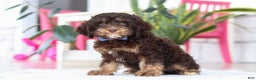 Cockapoo dogs for sale: Finn - Ad 4