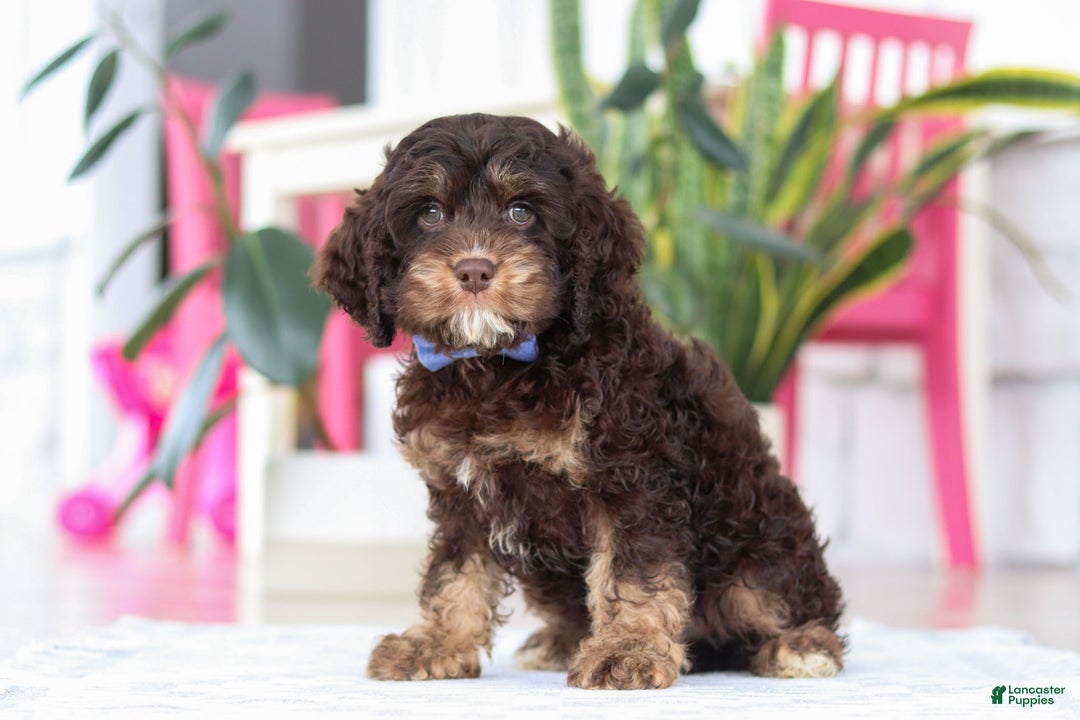 Cockapoo dogs for sale: Finn - Ad 4