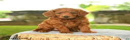 Miniature Poodle dogs for sale: Kayden - Ad 1