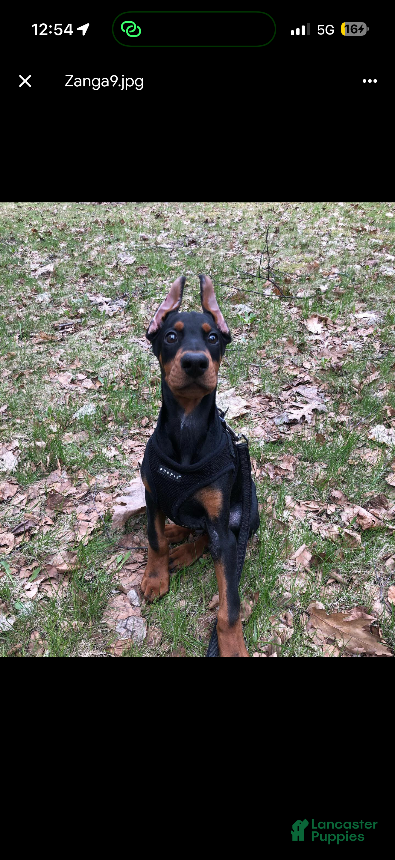 Doberman Pinscher dogs Doberman Pinscher Puppy 1 - Ad 1