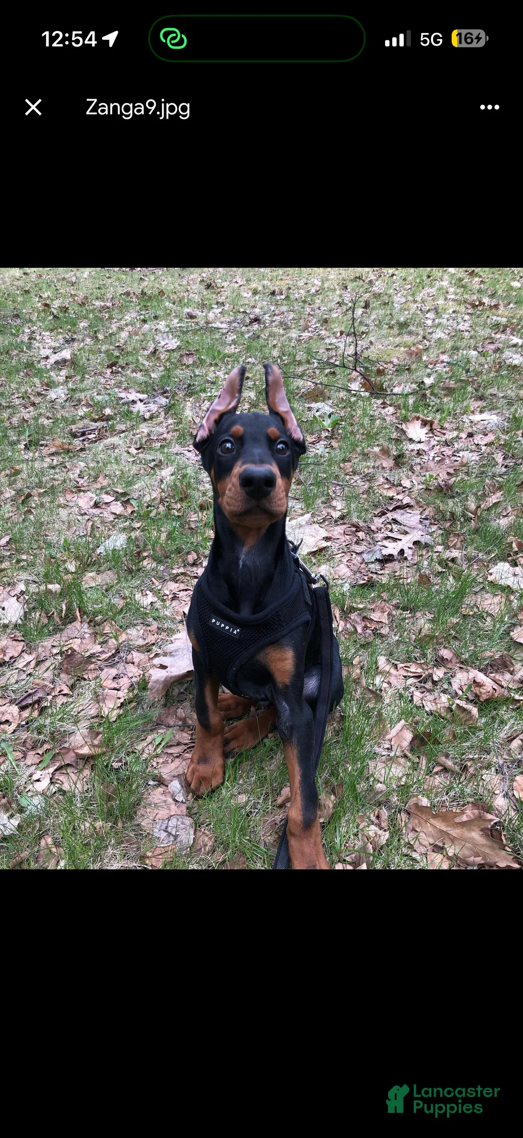 Doberman Pinscher dogs for sale: Doberman Pinscher Puppy 1 - Ad 1