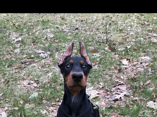 Doberman Pinscher dogs Doberman Pinscher Puppy 1 - Ad 32