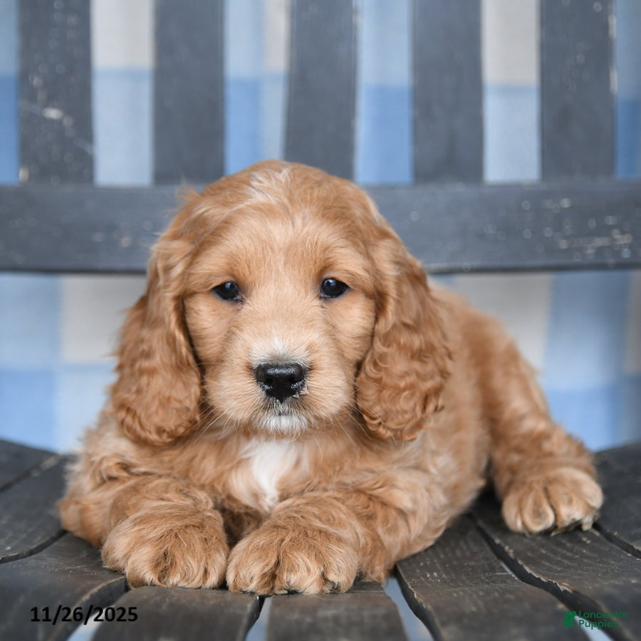 Cockapoo dogs Rusty - Ad 8