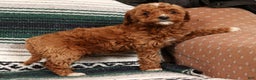 Mini Goldendoodle dogs for sale: Joy - Ad 7