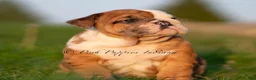 English Bulldog dogs for sale: Roxky AKC - Ad 2