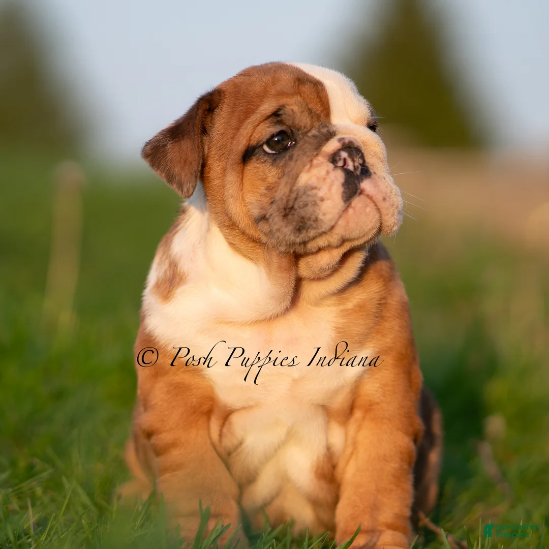 English Bulldog dogs for sale: Roxky AKC - Ad 2