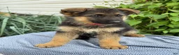 German Shepherd dogs for sale: Georgia - Ad 4