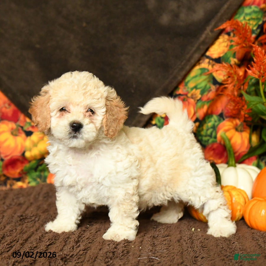 Maltipoo dogs Barbie - Ad 1