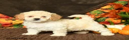 Maltipoo dogs for sale: Barbie - Ad 1