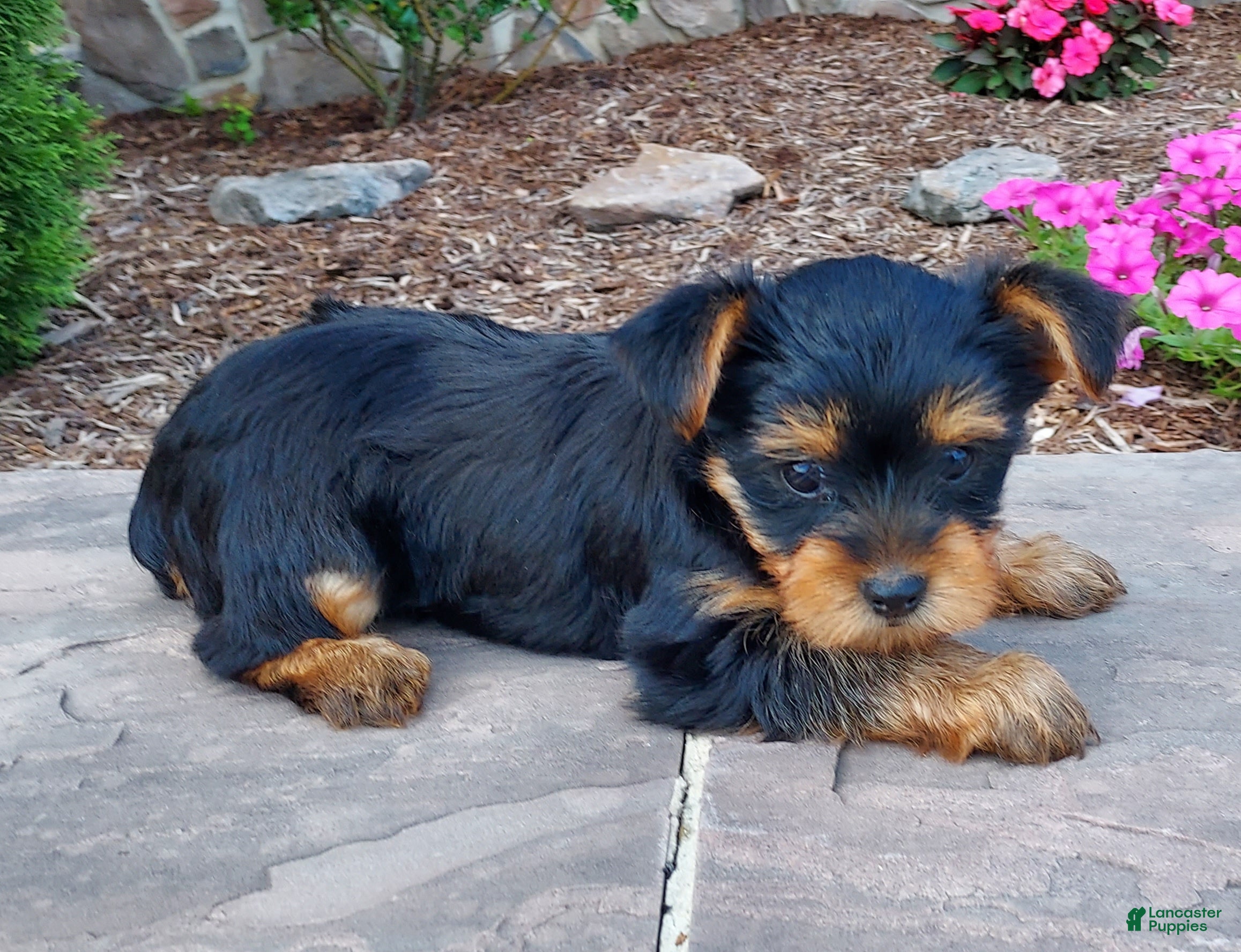 Yorkshire Terrier dogs Reba - Ad 2