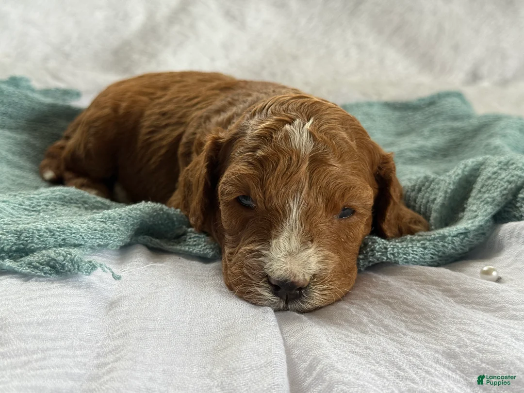 Cavapoo dogs for sale: Atlas - Ad 3