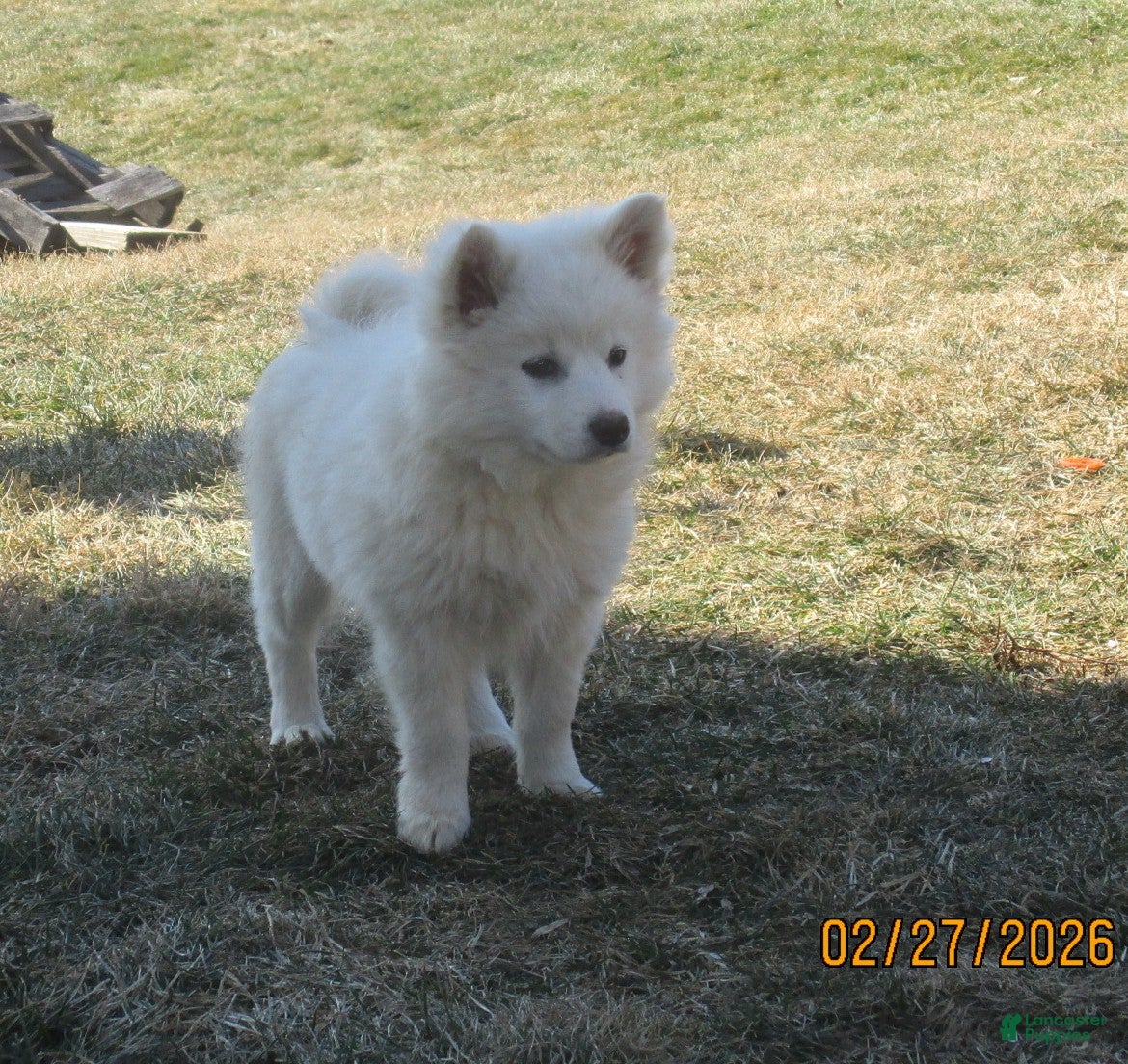 American Eskimo dogs Spunky - Ad 26