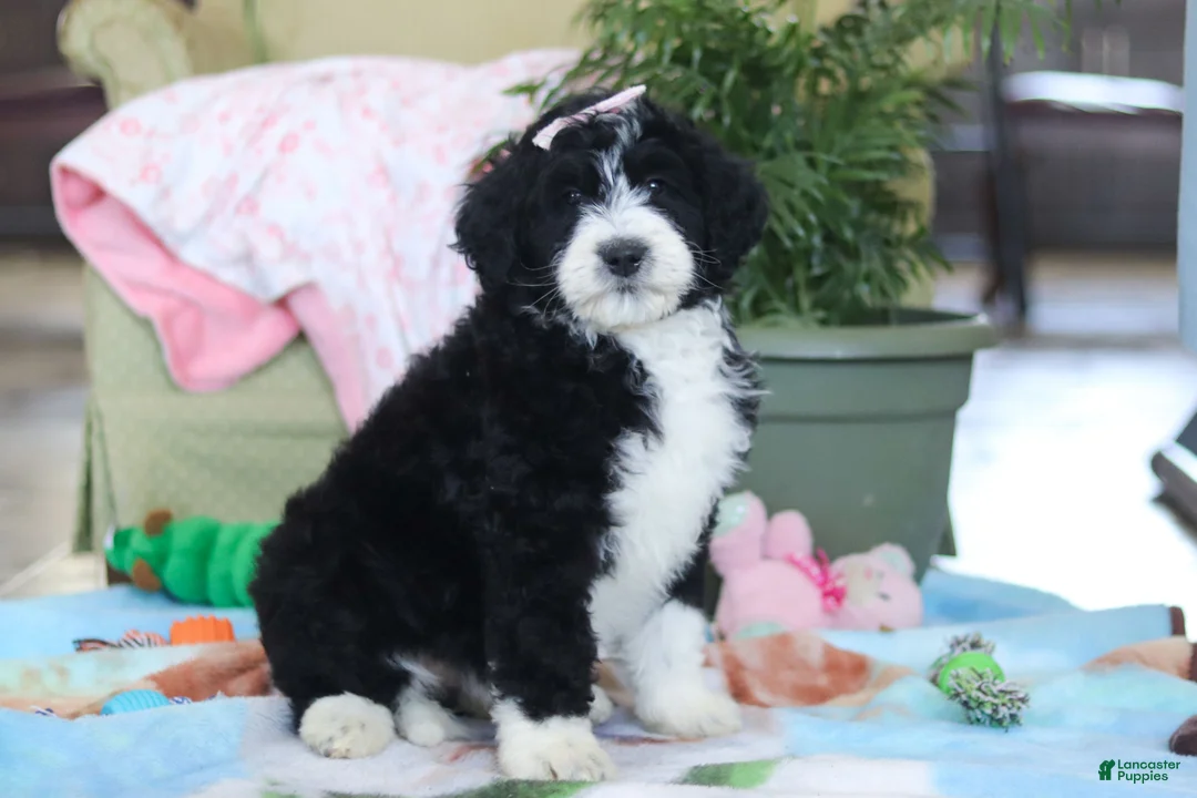 Bernedoodle dogs for sale: Daisy - Ad 6