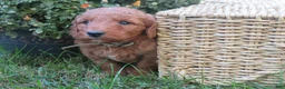 Mini Goldendoodle dogs for sale: Ginger - Ad 6