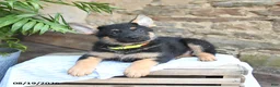German Shepherd dogs for sale: Nacho - Ad 5