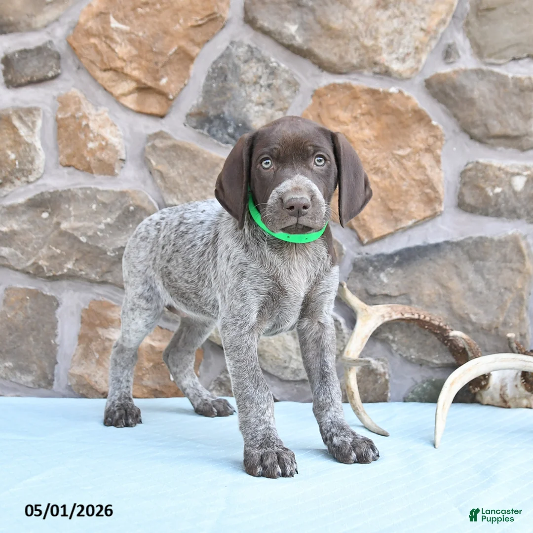 German Shorthaired Pointer dogs for sale: Flower - Ad 1